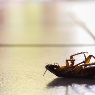 How to Remove Cockroaches from the Refrigerator