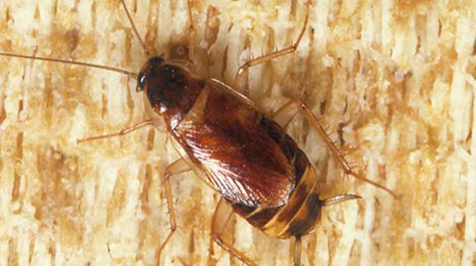 Brown Banded Cockroach Side View