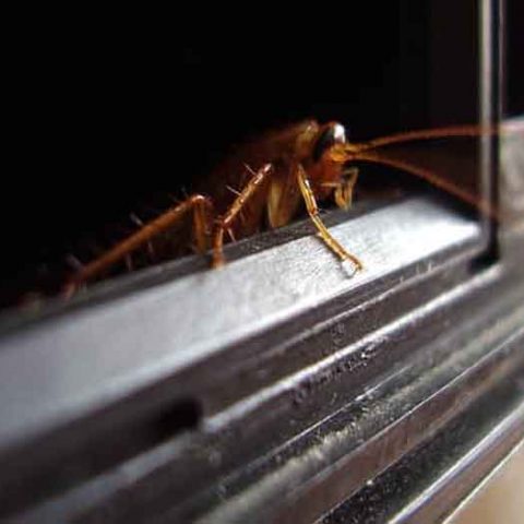 How to Get Rid of Cockroaches in a Microwave