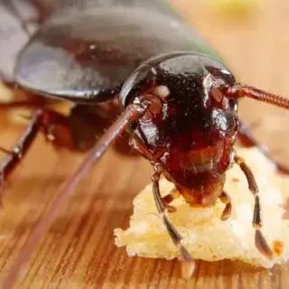 What Animals Eat Cockroaches