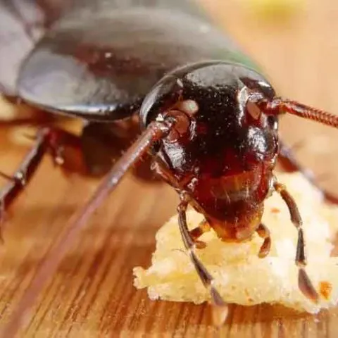 What Animals Eat Cockroaches?