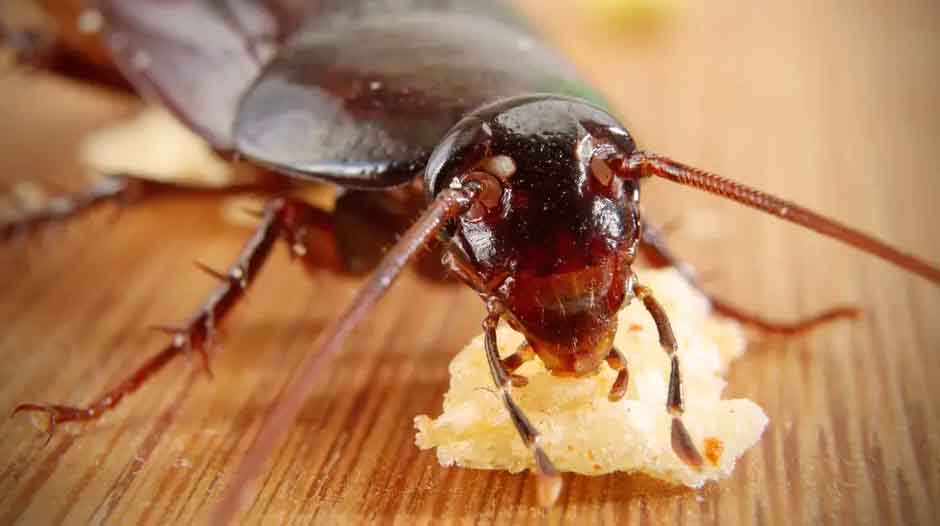 What Animals Eat Cockroaches?