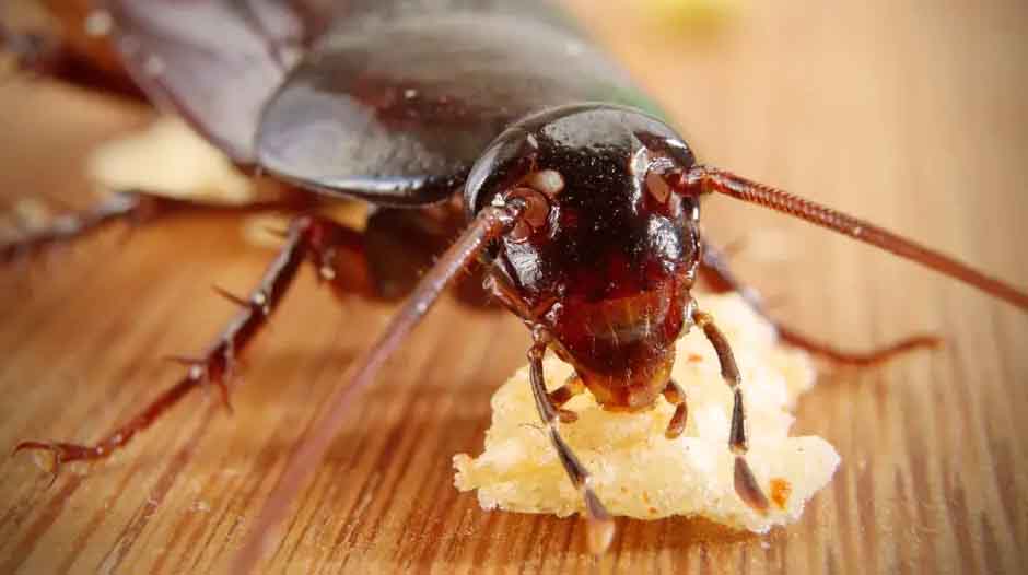 What Animals Eat Cockroaches? The Indoor Haven