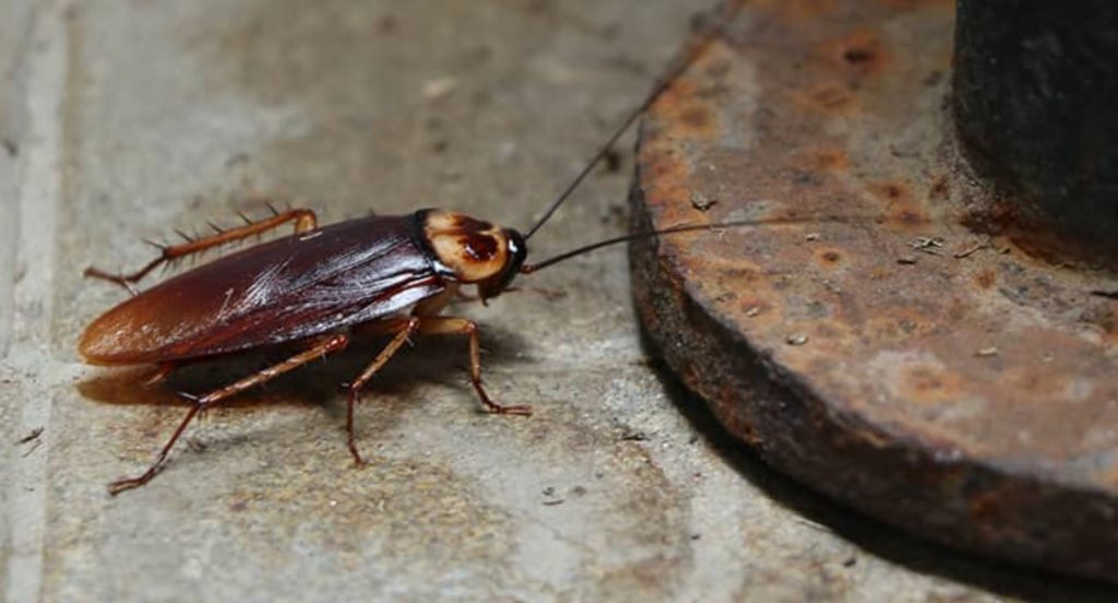 What Attracts Cockroaches to Your Home? The Indoor Haven