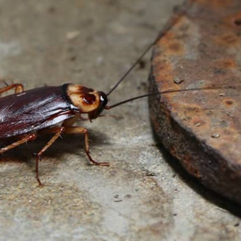 What Attracts Cockroaches to Your Home?