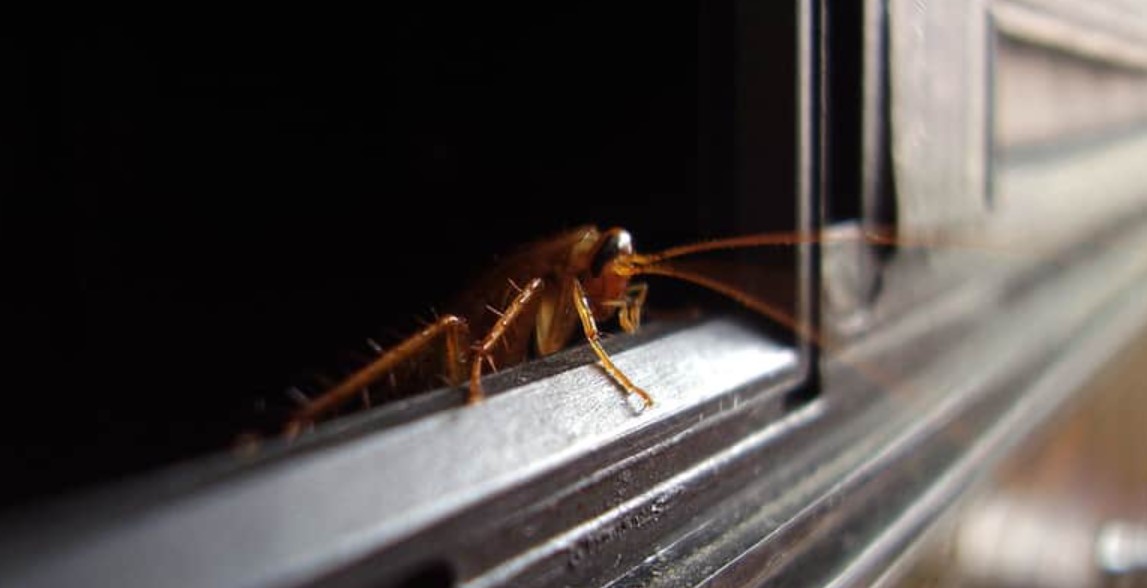 How to Prevent Cockroaches in the Bedroom The Indoor Haven
