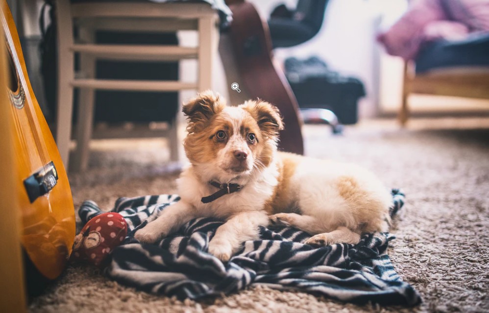 How to Clean Dog Poop Out of a Carpet