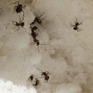 How to get rid of sugar ants