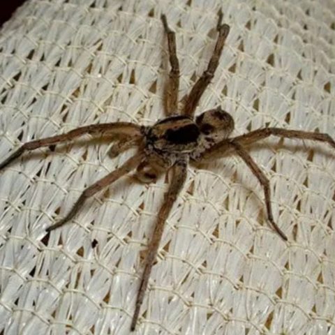 How to Get Rid of Wolf Spiders