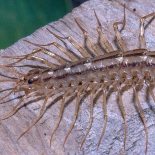 How to Get Rid of House Centipedes