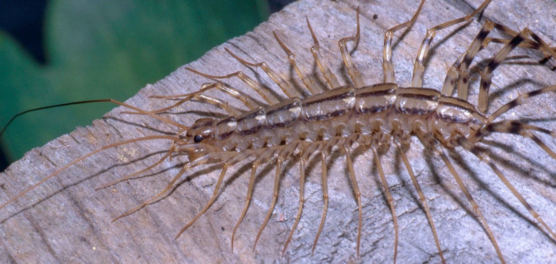 How to Get Rid of House Centipedes