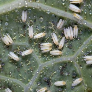 how to get rid of whiteflies