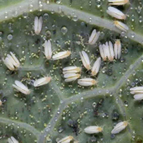 How to Get Rid of Whiteflies