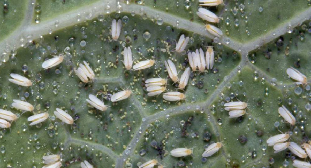 how to get rid of whiteflies