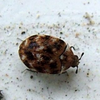 How to Get Rid of Carpet Beetles