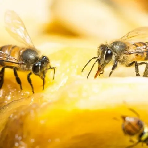 How to Get Rid of Fruit Flies