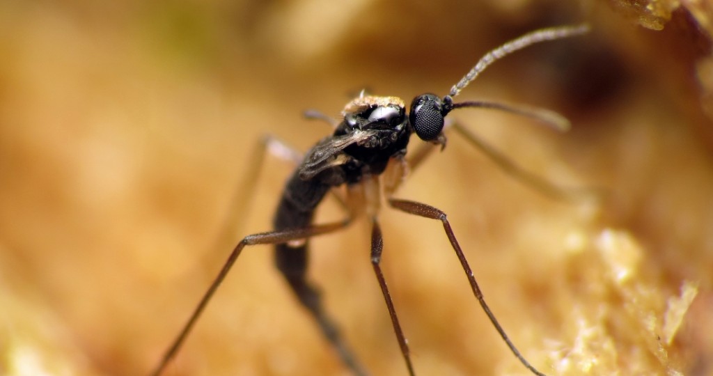 How to Get Rid of Gnats