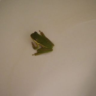 How Do I Get Rid of Frogs in My Toilet