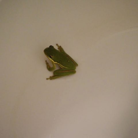 How Do I Get Rid of Frogs in My Toilet?