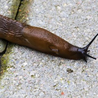 How to Get Rid of Slugs in the House