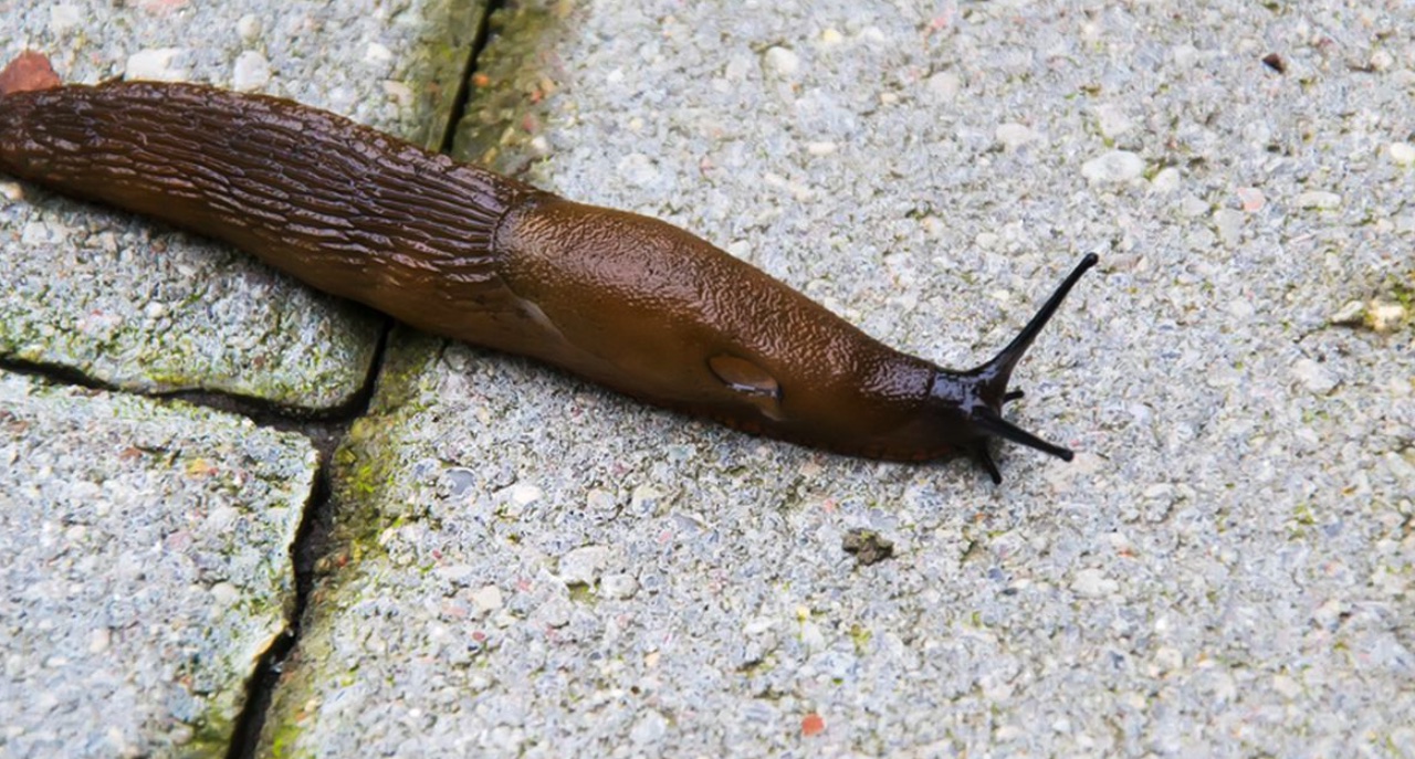 How to Get Rid of Slugs in the House - The Indoor Haven