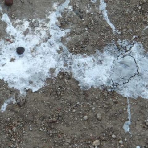 How to Clean Bird Poop off Concrete