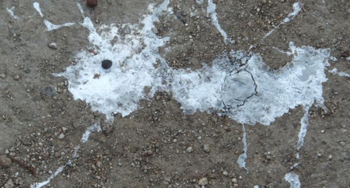 How to Clean Bird Poop off Concrete The Indoor Haven