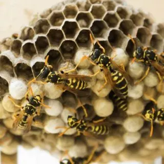 how to get rid of wasps in your home without getting stuck