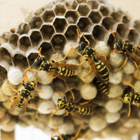 How Do You Get Rid of Wasps in Your House Without Getting Stung?