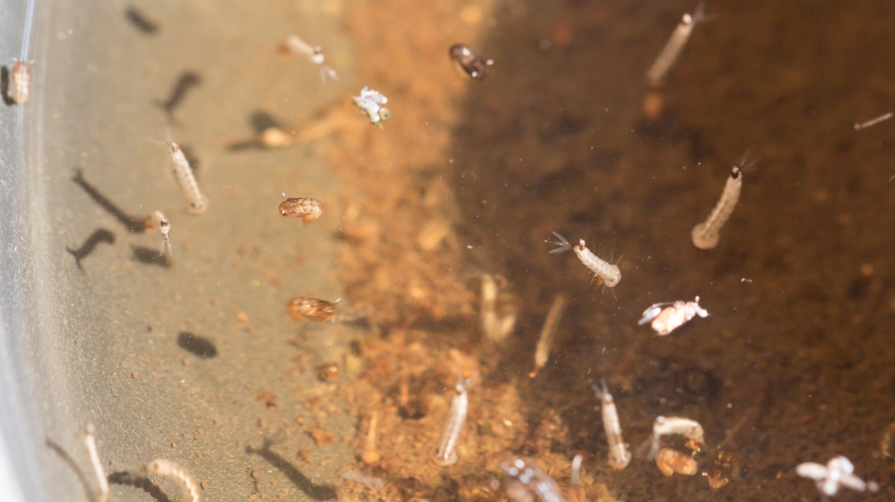 How to Kill Mosquito Larvae The Indoor Haven