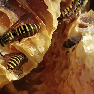 how to get rid of a yellow jacket bees nest