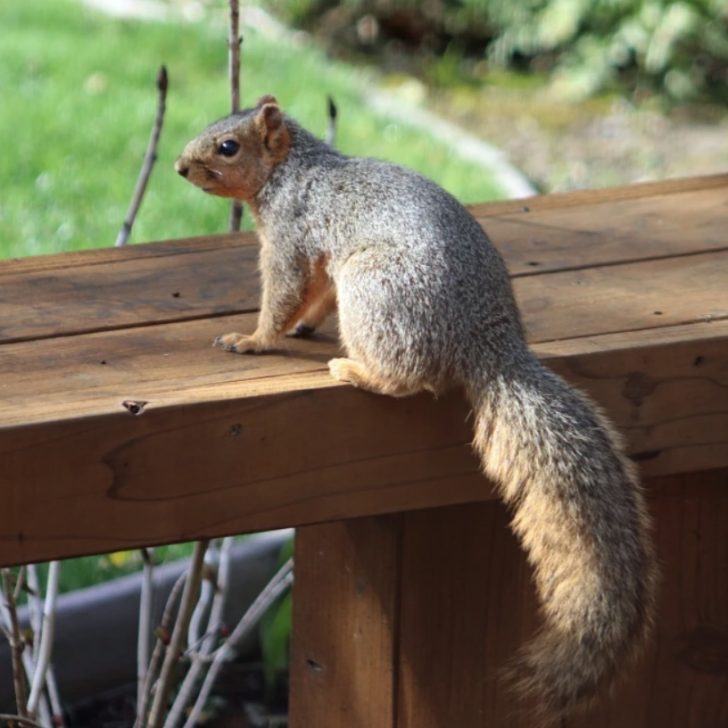 How to Keep Squirrels from Chewing on Patio Furniture