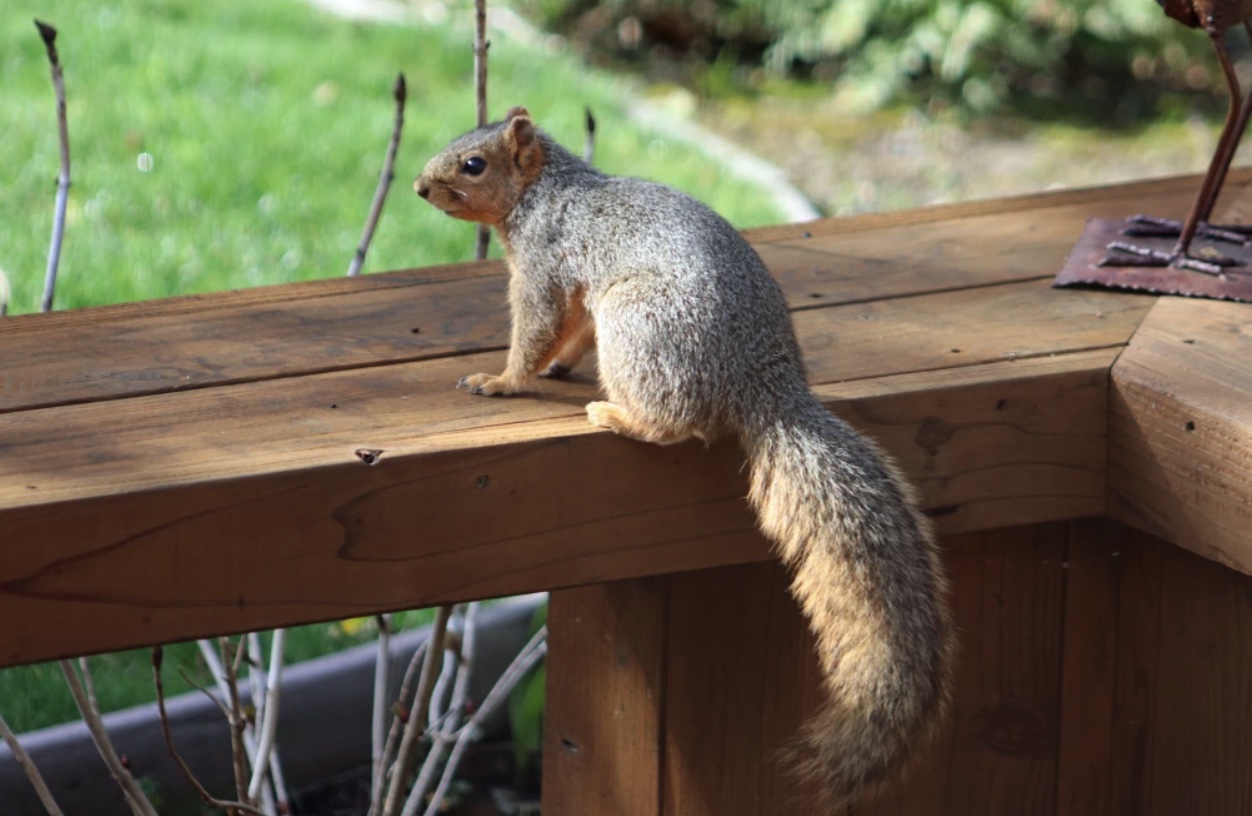 How to Keep Squirrels from Chewing on Patio Furniture The Indoor Haven