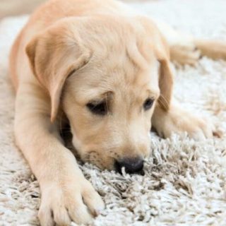 How to Get Rid of Dog Smells in the House