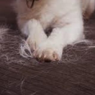 get rid of pet hair in laundry