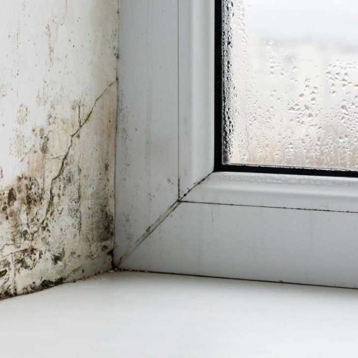 Does Hydrogen Peroxide Kill Mold?