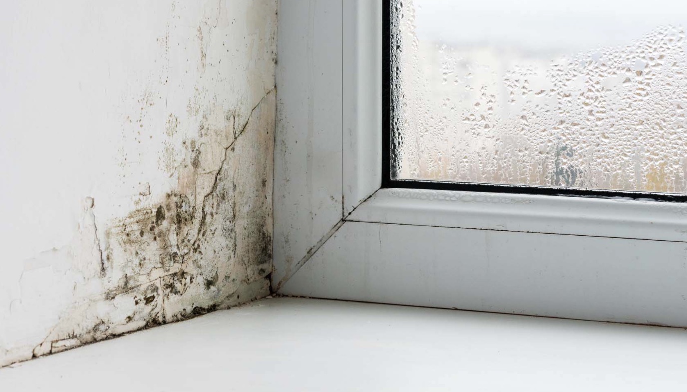 Does Hydrogen Peroxide Kill Mold? The Indoor Haven