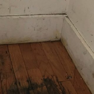 Signs that You Have Mold Under Your Hardwood Floors