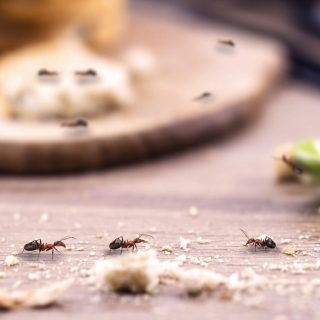 How to Get Rid of Tiny Ants in the Kitchen
