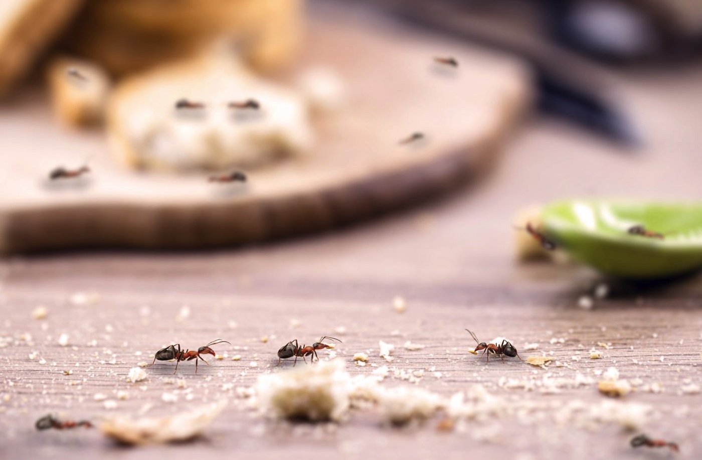 How to Get Rid of Tiny Ants in the Kitchen The Indoor Haven